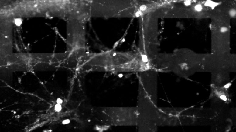 Biological-Neurons-on-Electronic-Mesh-777x437.jpg